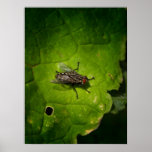 Fly on green poster