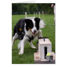 flyball greeting cards