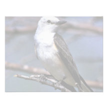 FLYCATCHER Ciseaux-coupé la queue Invitations