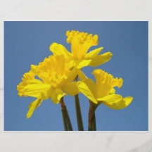 Flyer paper Yellow Daffodil Flowers Blue Sky
