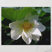 Flyer with delicate white Lotus Flower