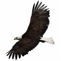 FLYING BALD EAGLE(sculpted) Magnet Photo Cut Outs