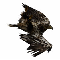 FLYING BALD EAGLE(sculpted) Magnet Acrylic Cut Outs