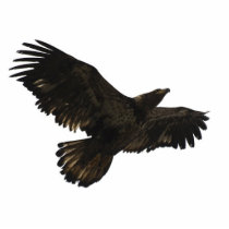 FLYING BALD EAGLE(sculpted) Magnet Acrylic Cut Out