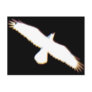 Flying Bird Silhouette Post Cards