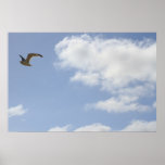 Flying (Bird, Sky, Clouds) Print