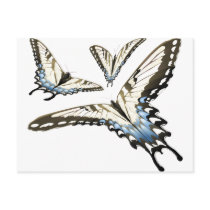 Flying Butterlies Postcards