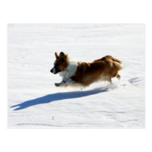 Flying Cardigan Welsh Corgi Postcard