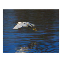 Flying Egret Personalized Announcement