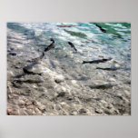Flying Fish Poster