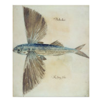 Flying-Fish posters