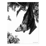 Flying Foxes Postcard