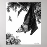 Flying Foxes Poster/Prints
