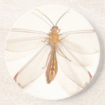 Flying Insect Coaster
