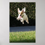 Flying Jack Russell Terrier (cropped) Poster
