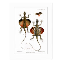 Flying lizard post card