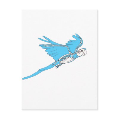 Flying macaw skeleton post cards by yolanda269