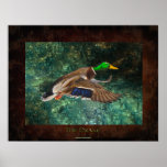 Flying Mallard Duck Drake Art Poster