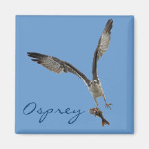 Flying Osprey & Fish 2 Wildlife Photography Magnet
