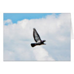 Flying Pigeon On Sky Greeting Card