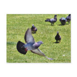 Flying Pigeon Post Card