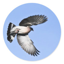 Flying Pigeon stickers