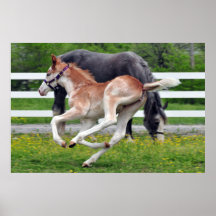 Flying Red Roan Posters
