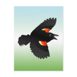 Flying Red-winged Blackbird Postcard