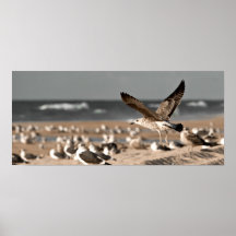 Flying seagull poster