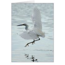 Flying Snowy Egret cards