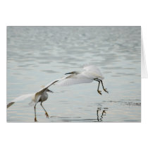 Flying Snowy Egrets cards