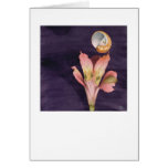 Flying Starry   Cards