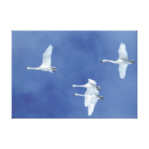 Flying swans Stretched Canvas Print