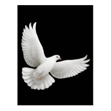 Flying White Dove Postcard