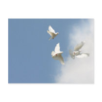 Flying white doves post card