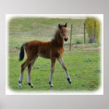 Foal 9P030D-197 Print