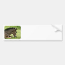Foal 9Y413D-065 Bumper Sticker