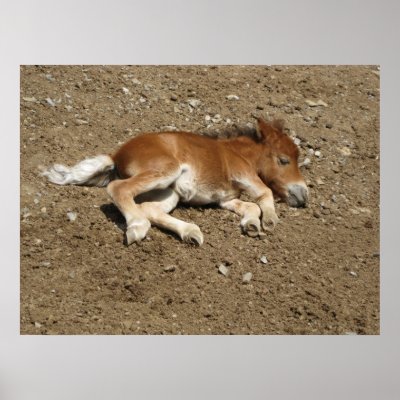 Free Baby Posters on Foal   Baby Horse Poster At Zazzle Ca