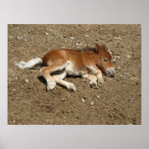 Foal - baby horse poster