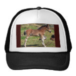 Foal black Hat hats
