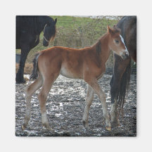 Foal magnet