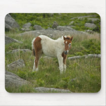 Foal Mousepad