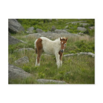 Foal Postcard
