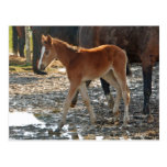 Foal postcard