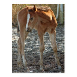 Foal postcard