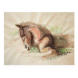 Foal Relaxing Post Cards