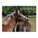Foal resting it's head postcard