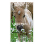 Foal Smelling Daisies on Business Card