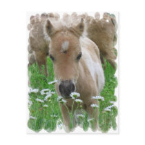 Foal Smelling Daisies Postcard