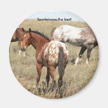 foals magnet